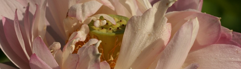 The Lotus Blooms in The Mud