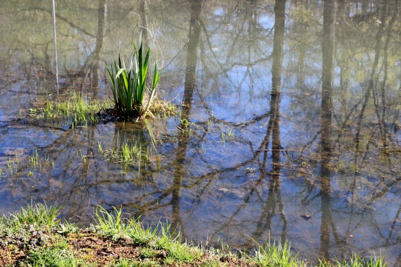 Reflection by Lisa Ernst 