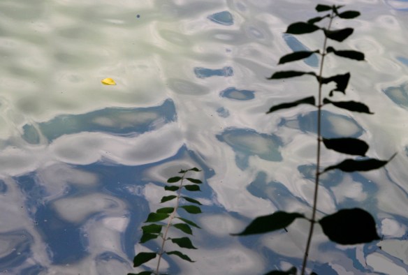 Yellow Leaf  Photography by Lisa Ernst