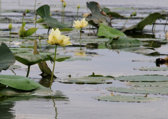 Reelfoot Lake Lotus photography by Lisa Ernst