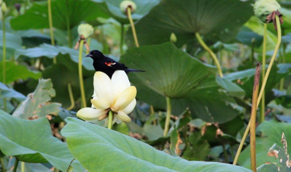 Blackbird in Lotus - photography by Lisa Ernst