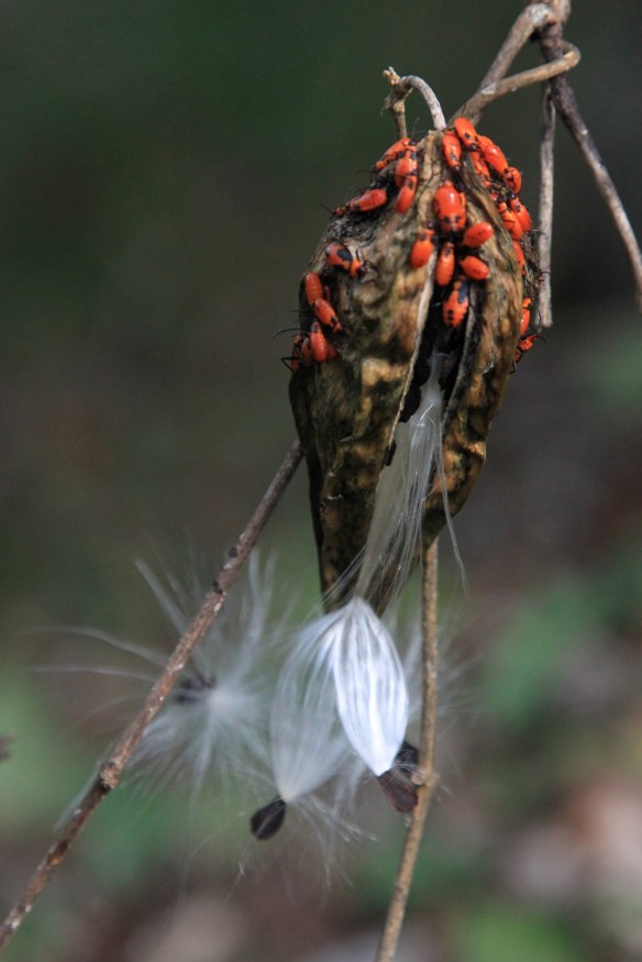 Orange Bugs on Pod  photography by Lisa Ernst 