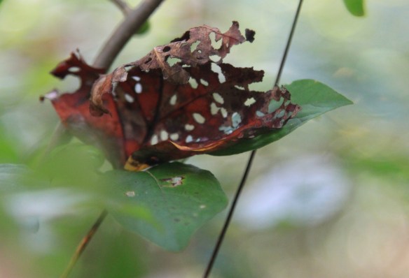 10/5 Meditation and Photography Retreat by Lisa Ernst 