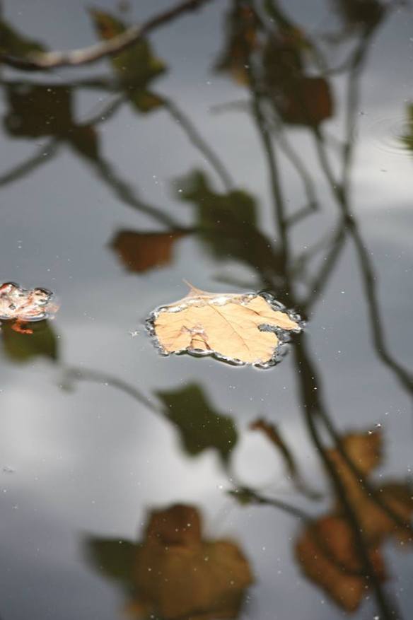 Leaf and reflection in pond at Penuel Rigdge, photograh by Tracy Wilson