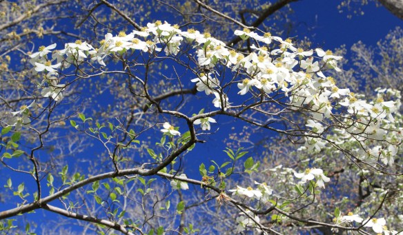 Dogwoods in Full Bloom, Bethany Hills Camp. 