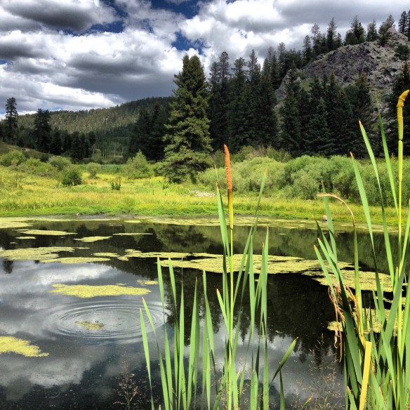 Pond with Cattails