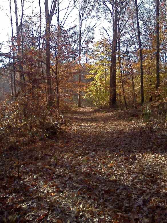 Still some leaves hanging on. The paths and trails around Bethany Hills Camp provided some good hiking opportunities. Photo by Frankie Fachilla