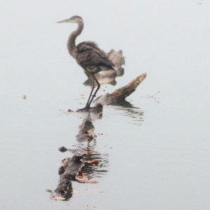 Blue Heron